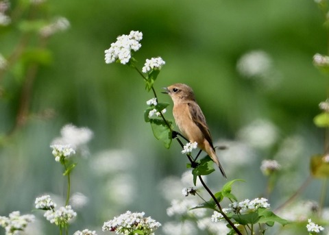 ノビタキ♀3957