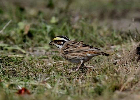 キマユホオジロ♀1872