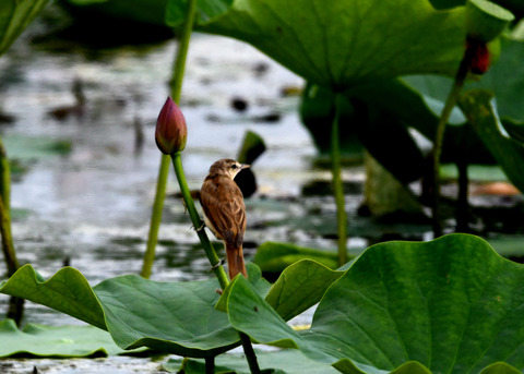 オオヨシキリ3391