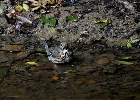 クロツグミ♀7594