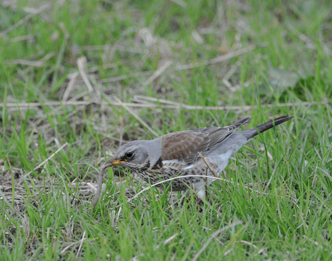 ノハラツグミ2045