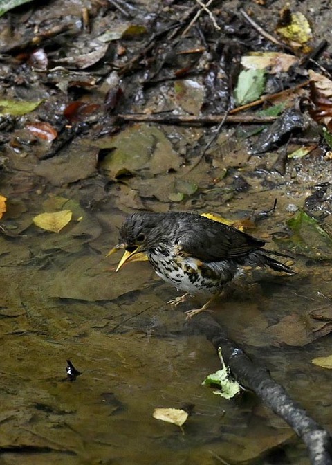 クロツグミ♀7620