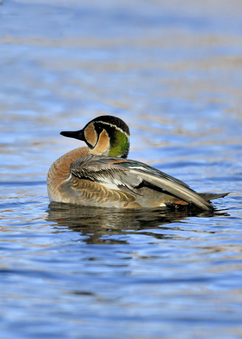 トモエガモ♂1967