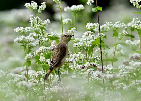 ノビタキ♀7025