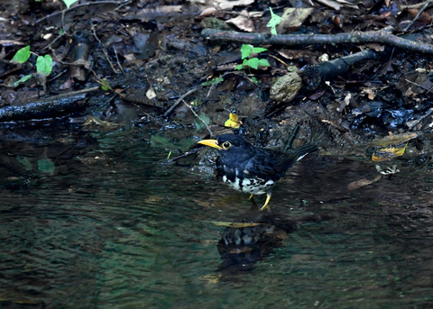 クロツグミ♂9349