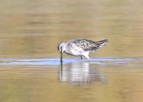 オオハシシギ6147