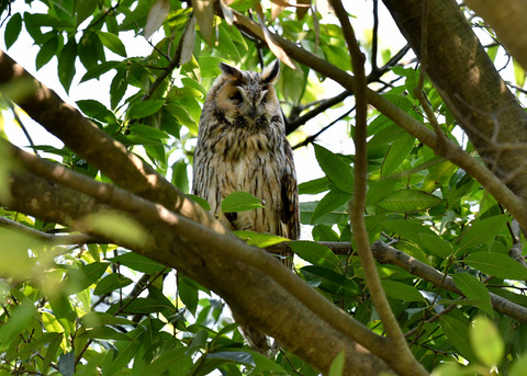 トラフズク♂2283