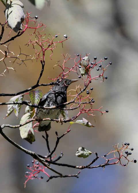 クロツグミ幼鳥3347