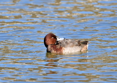 メジロガモHB7121