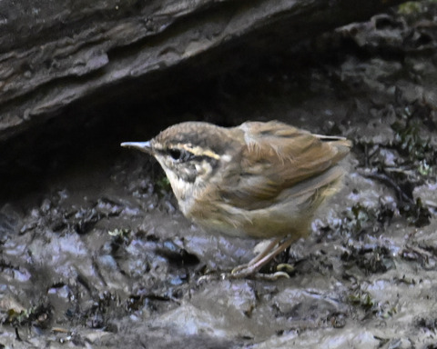 ヤブサメ幼鳥4726