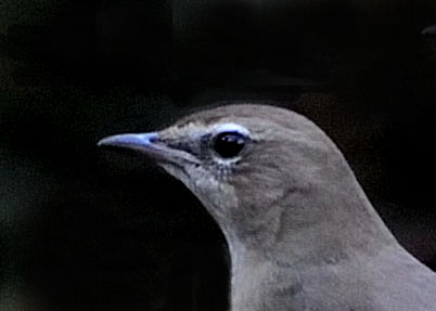 ノゴマ♀4000