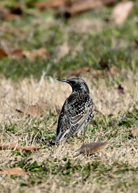 ホシムクドリ5775