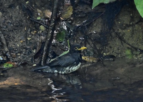 クロツグミ♂0871