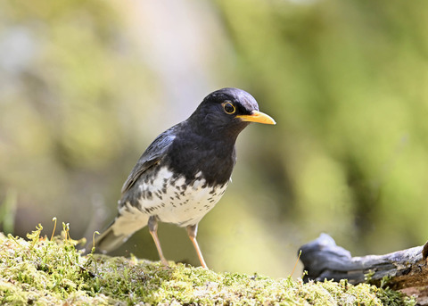クロツグミ♂5592
