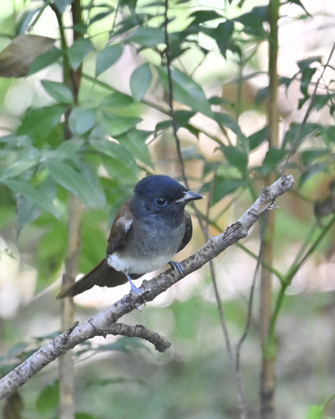 さんこうちょう7972