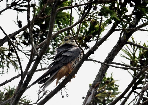 チゴハヤブサ0920