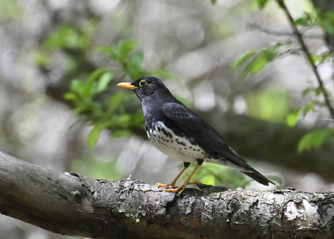 クロツグミ♂3514