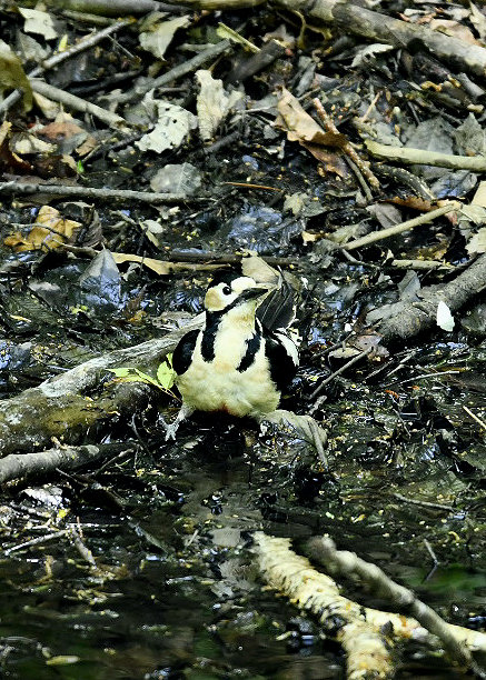 アカゲラ♀9531