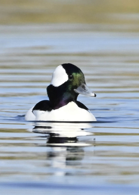 ヒメハジロ♂5393