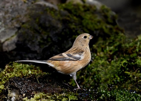 ベニマシコ♀8240