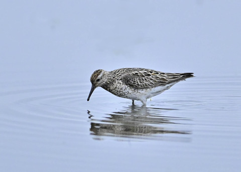 ウズラシギ夏羽1889