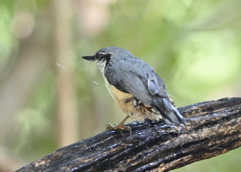 ゴジュウカラ2314