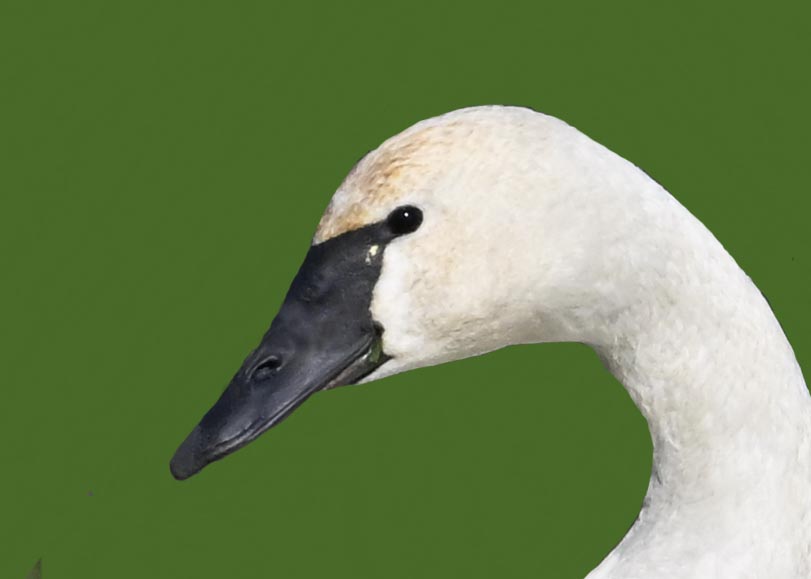 4679 外国切手 アメリカ 1997年 愛のハート ハクチョウ 20面入切手帳 4679 外国切手 アメリカ 1997年 愛のハート ハクチョウ 20面入切