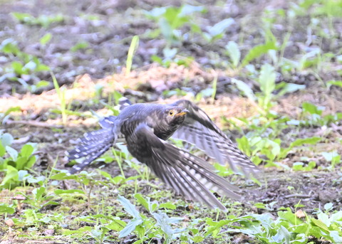 カッコウ幼鳥8683