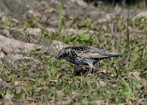 ホシムクドリ5717