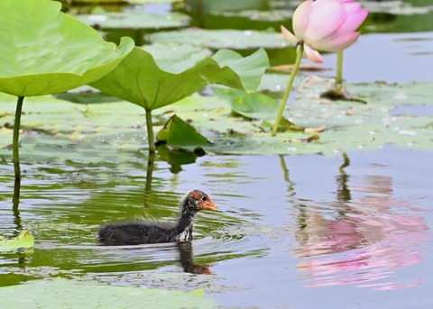 オオバンのヒナ1409