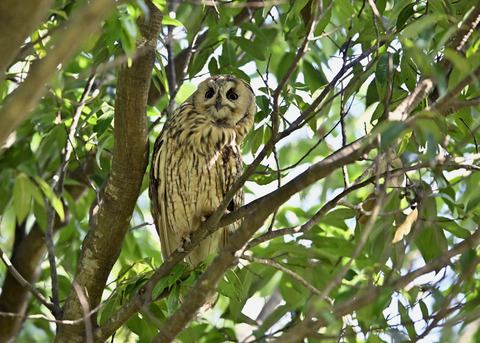 トラフズク♂3263