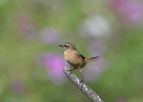 ノビタキ♀1702