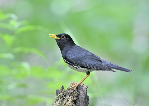 クロツグミ♂0995