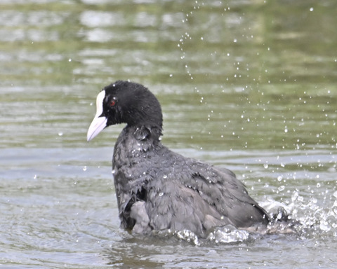 オオバンの水浴び7298