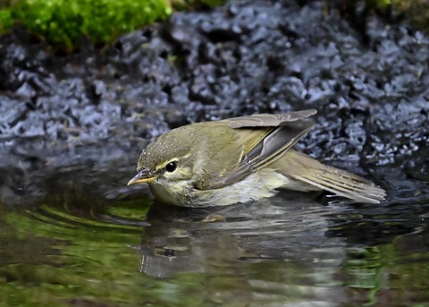 メボソムシクイ0378