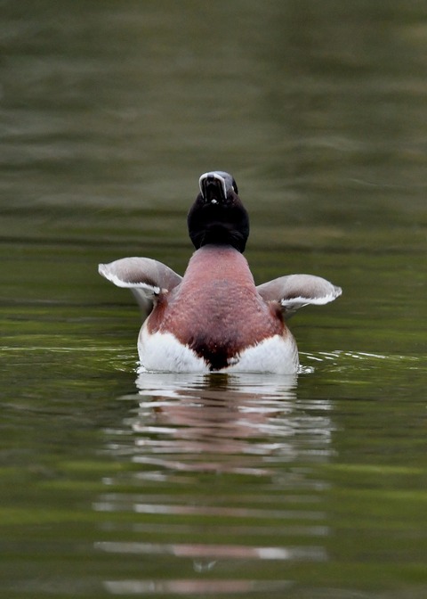 アカハジロ♂8781