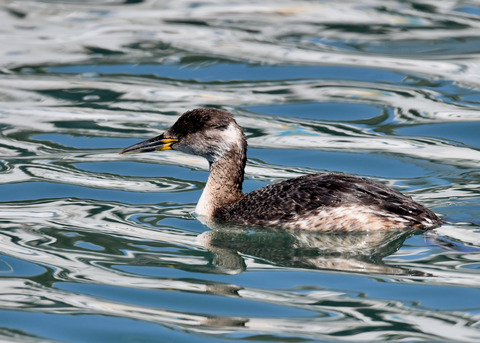 ｱｶｴﾘｶｲﾂﾌﾞﾘ6303
