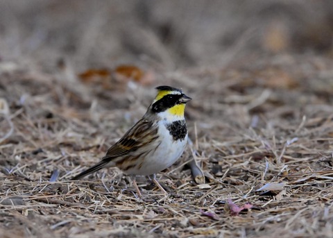 ヤマホオジロ♂6326