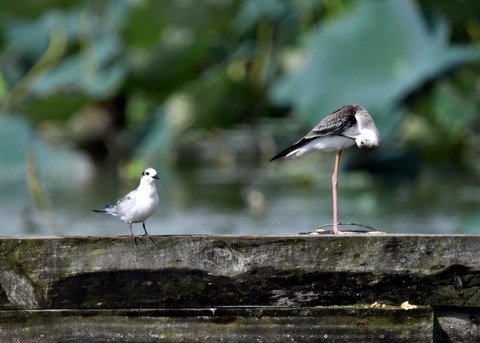 クロハラアジサシ幼鳥3198