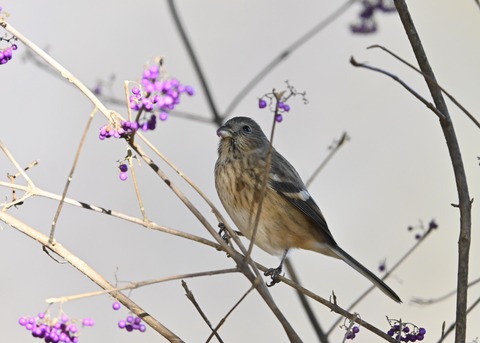 ベニマシコ♀0685