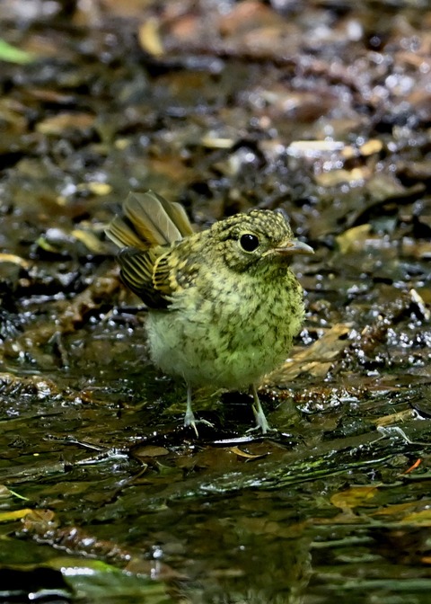 キビタキ幼鳥3696