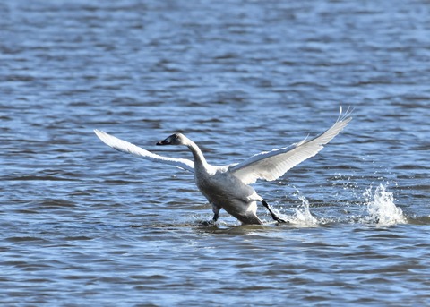 オオハクチョウ幼鳥1824