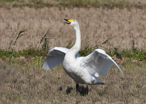オオハクチョウ4391