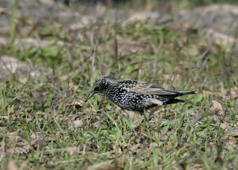 ホシムクドリ5694