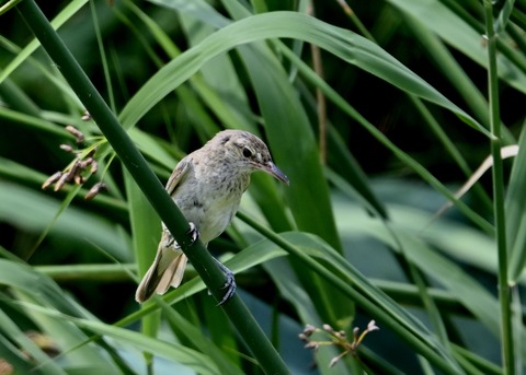 オオヨシキリ幼鳥8410