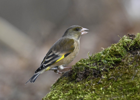 オオカワラヒワ♂1183