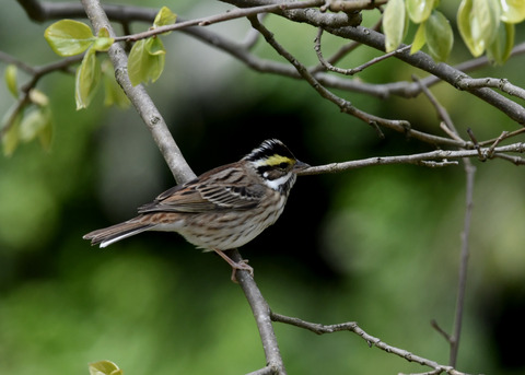 キマユホオジロ♀0769