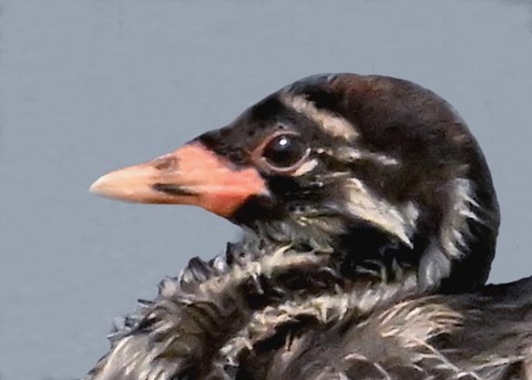 カイツブリのヒナ1000