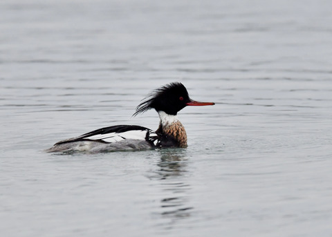 ウミアイサ♂6522