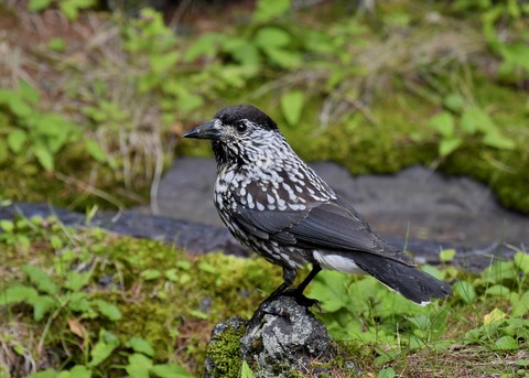 ホシガラス幼鳥3632